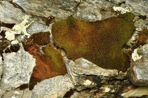 Amphidium mougeotii observed 2026-07-24