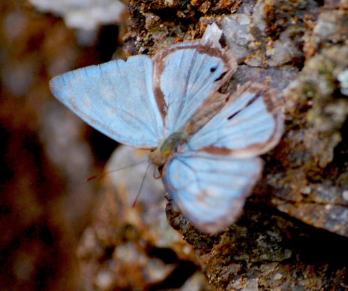 Dynamine paulina