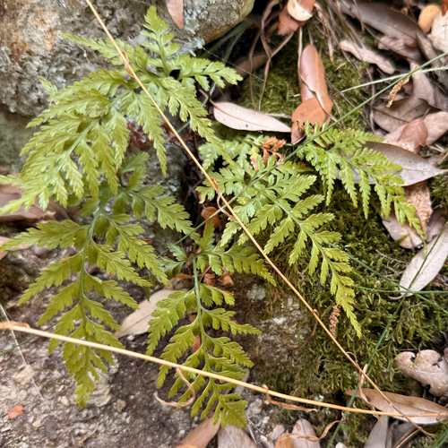 Asplenium onopteris, photograph 3
