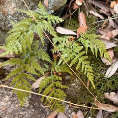 Asplenium onopteris, photograph author not stated, no rights reserved