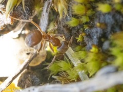 Lasius neoniger
