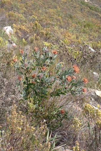 Protea punctata, photograph 4
