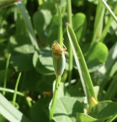 Draeculacephala constricta