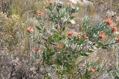 (c) Karen Eichholz, some rights reserved (CC BY) Protea punctata, photograph (c) Karen Eichholz, some rights reserved (CC BY)