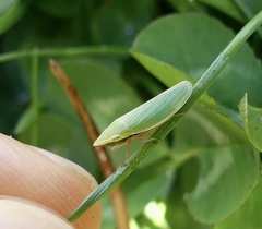 Draeculacephala constricta