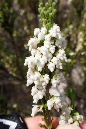 Erica glomiflora, photograph 6