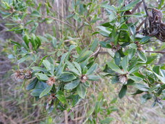 Baccharis vaccinioides