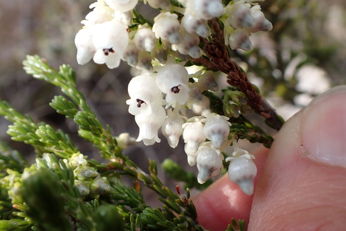 Erica glomiflora, photograph 5