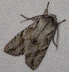 Egira crucialis