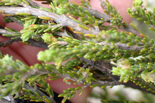 Erica glomiflora, photograph 4