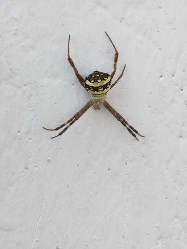 Signature Spider