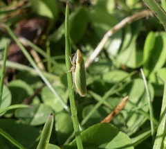 Draeculacephala constricta