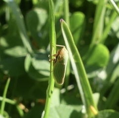 Draeculacephala constricta