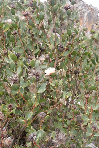 Protea punctata, photograph 2