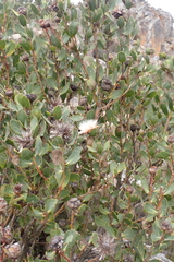 (c) Karen Eichholz, some rights reserved (CC BY) Protea punctata, photograph (c) Karen Eichholz, some rights reserved (CC BY)