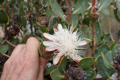 Protea punctata, photograph 1