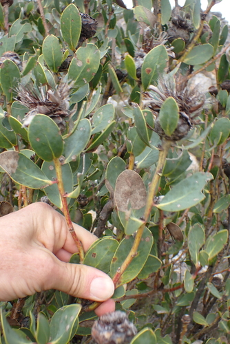 Protea punctata, photograph 3