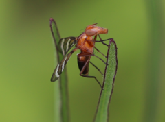Tritoxa incurva