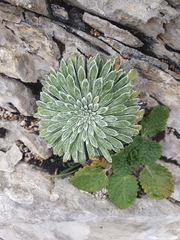 Saxifraga longifolia