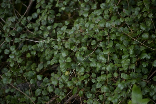 Rubus australis, photograph 4