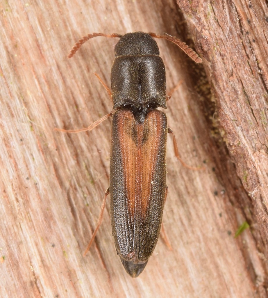Isorhipis obliqua
