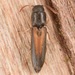 Isorhipis obliqua - Photo (c) skitterbug, algunos derechos reservados (CC BY), subido por skitterbug