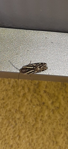 Spotted Sulphur