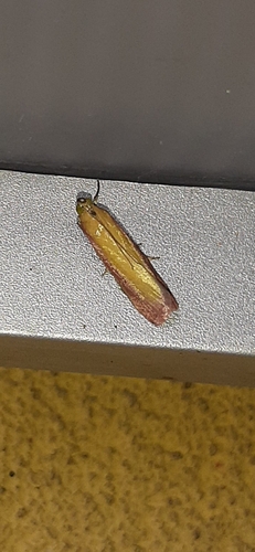 Rosy-striped Knot-horn