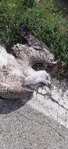 Yellow-legged Gull