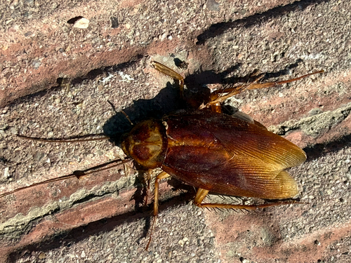American Cockroach