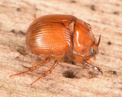 Odonteus