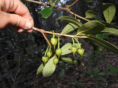 Ternstroemia