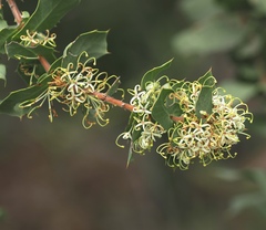 (c) desertnaturalist, some rights reserved (CC BY) Hakea prostrata, photograph (c) desertnaturalist, some rights reserved (CC BY)