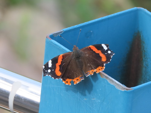 Red Admiral