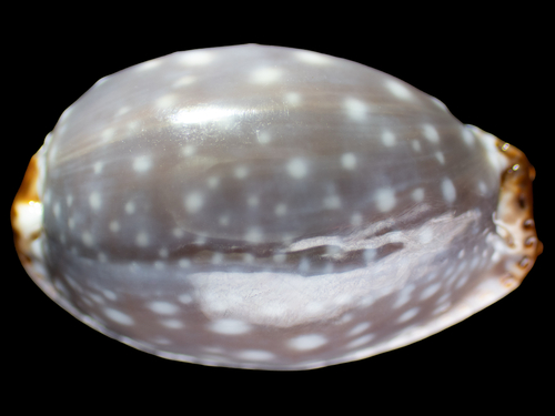 Cypraea limacina observed 2026-08-12