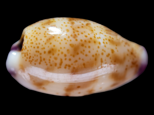 Cypraea microdon observed 2026-08-15