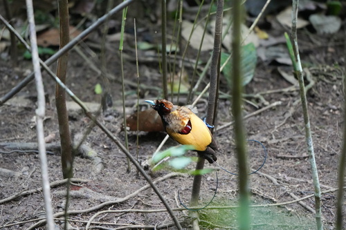 Diphyllodes magnificus observed 2026-07-27