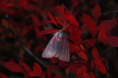 Psectraglaea carnosa