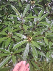 Ixerba brexioides, photograph (c) Sean T, some rights reserved (CC BY)