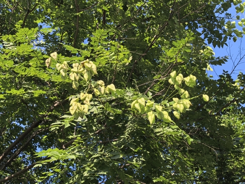 golden rain tree