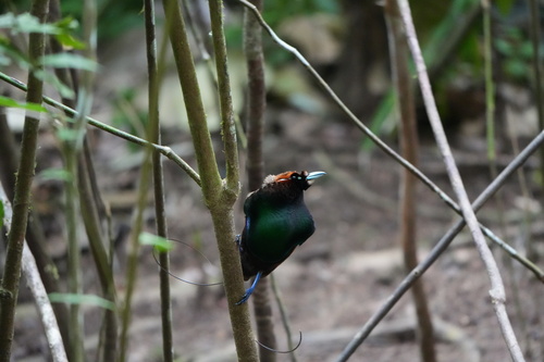 Diphyllodes magnificus observed 2026-07-30