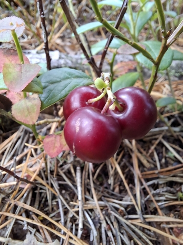 Lingonberry