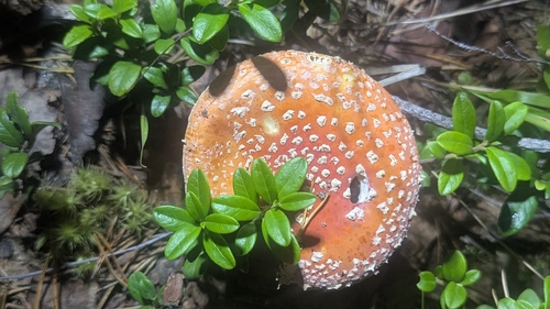 Fly Agaric