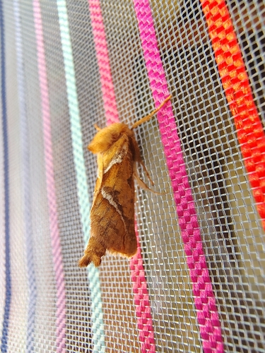 Orange Swift