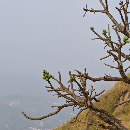 Careya arborea