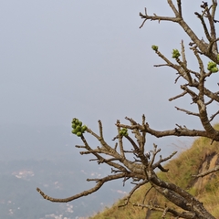 Careya arborea