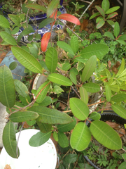 Rhabdadenia
