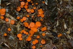 Cheilymenia raripila