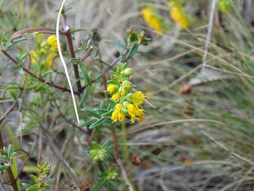 Yellow Odontites