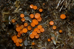 Cheilymenia raripila